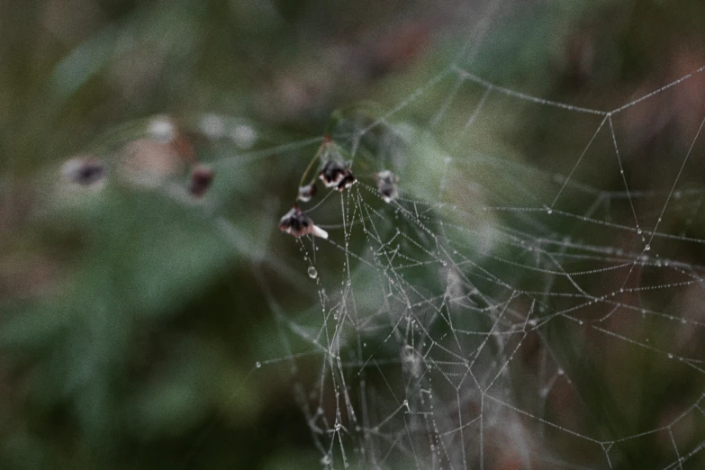 a close up po of a spider web