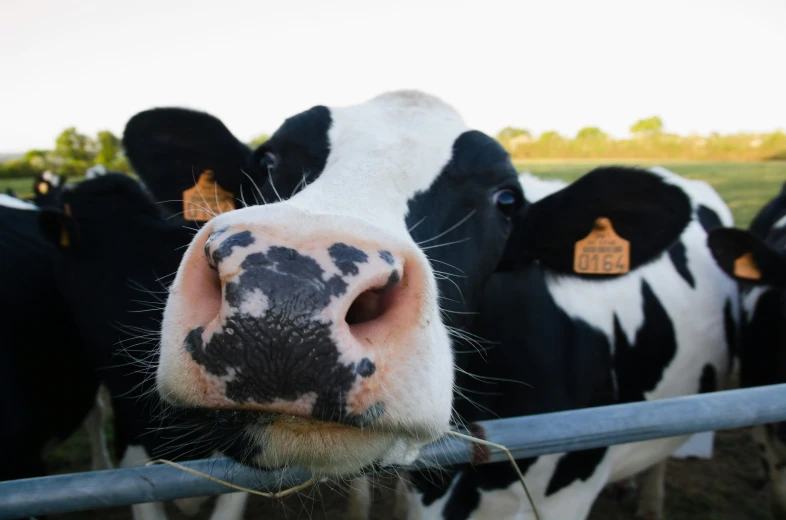 the face of a cows that is sticking its tongue over a fence