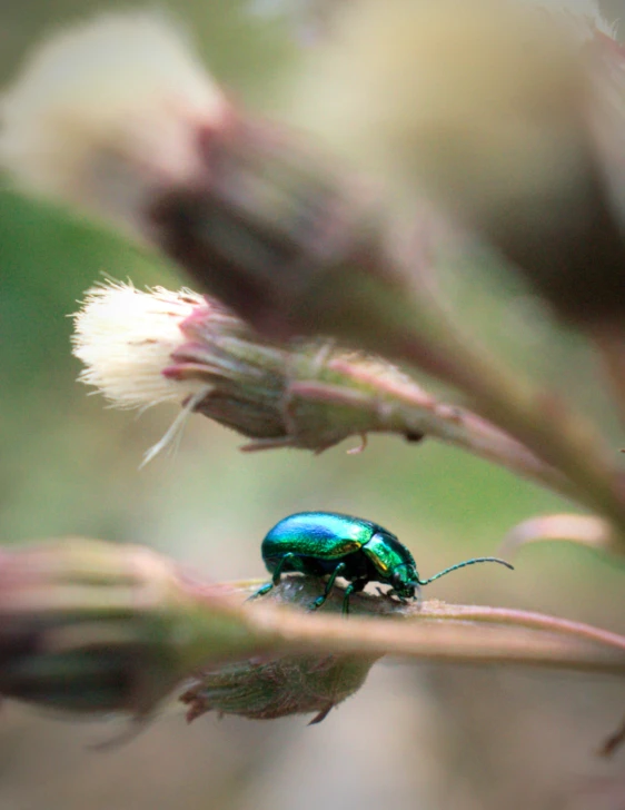 a blue beetle is sitting on top of a flower