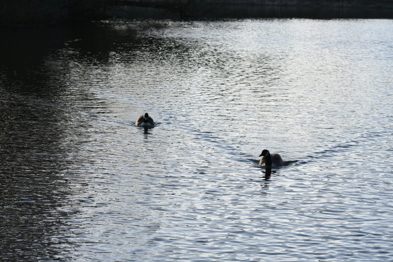 two people in the water riding on ducks