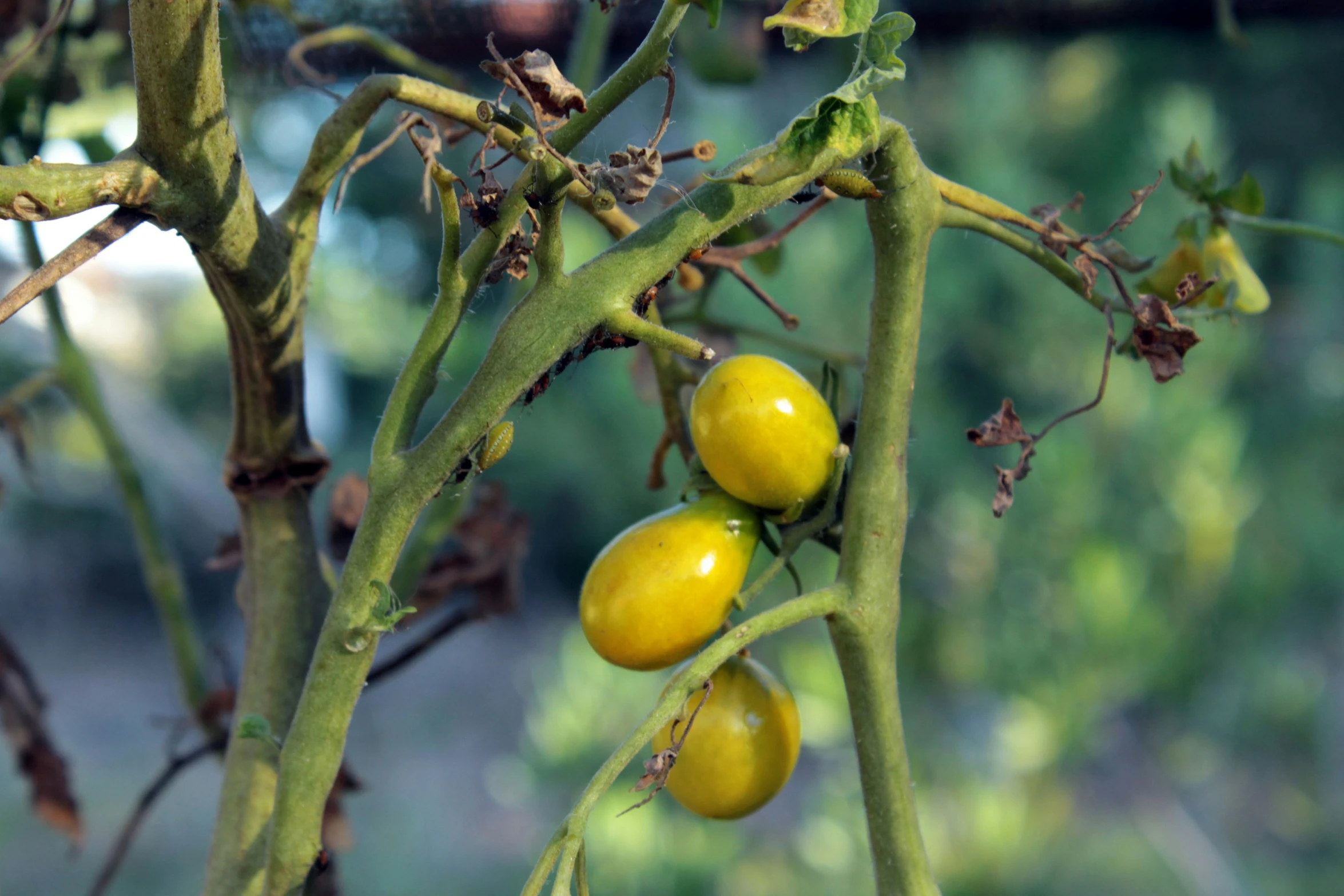 three green berry shaped fruit are hanging from the tree