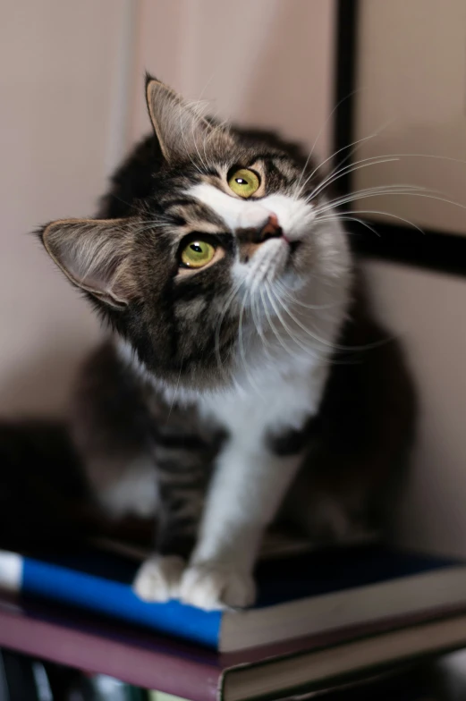 a cat that is sitting on top of a book