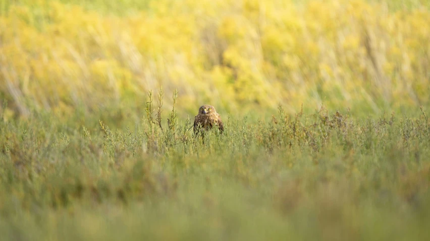 the lone bird stands in tall grass, looking for food