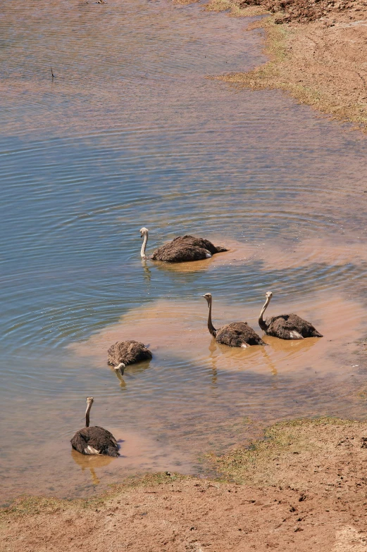 three birds and two geese are wading in the water