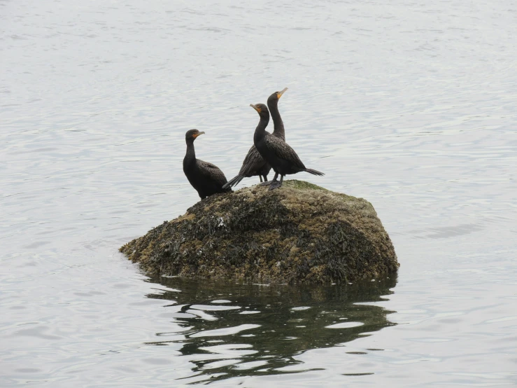 three birds sit on top of a rock in the middle of a body of water