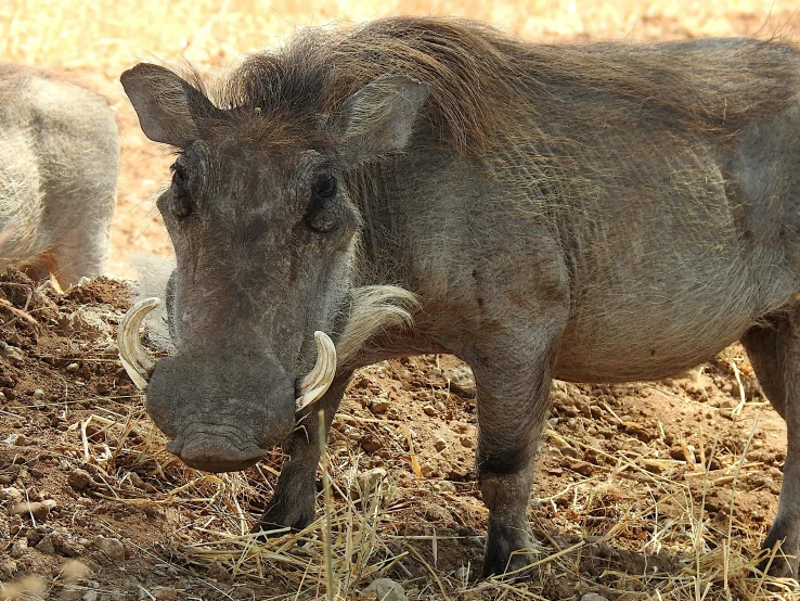 one warthog and another warthog eating hay in an open field