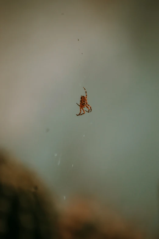 a spider on its web high up in the air