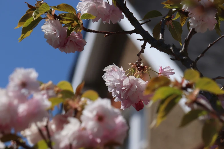 some white pink flowers on a nch outside