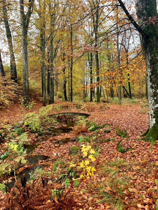 a wood with lots of leaves next to a forest