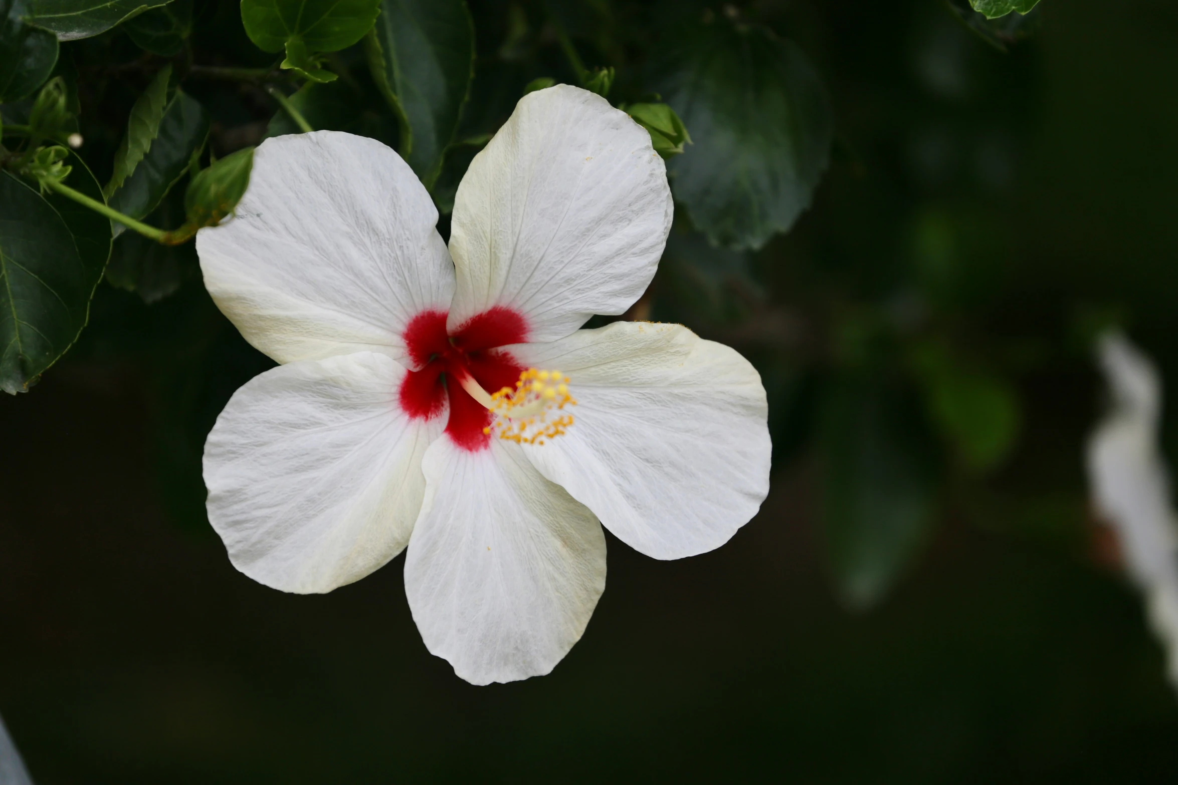 a white flower with red center is hanging from a tree