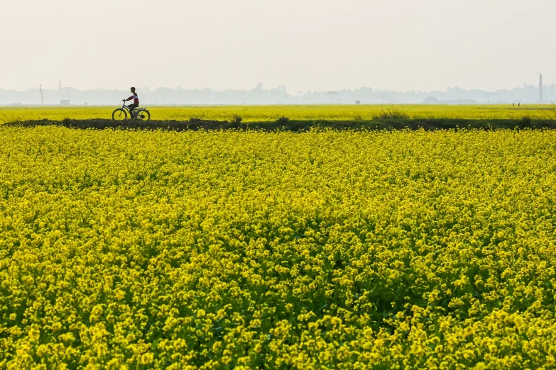 a person rides their bicycle across a yellow flower field