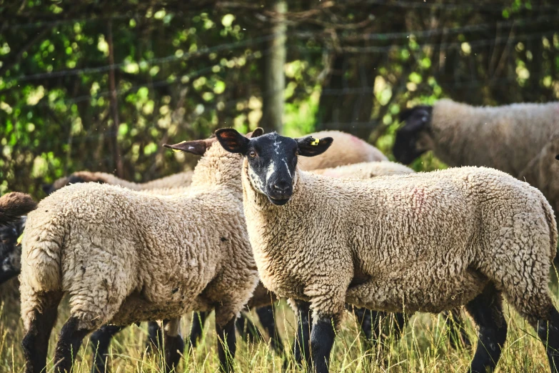 a group of sheep standing in tall grass