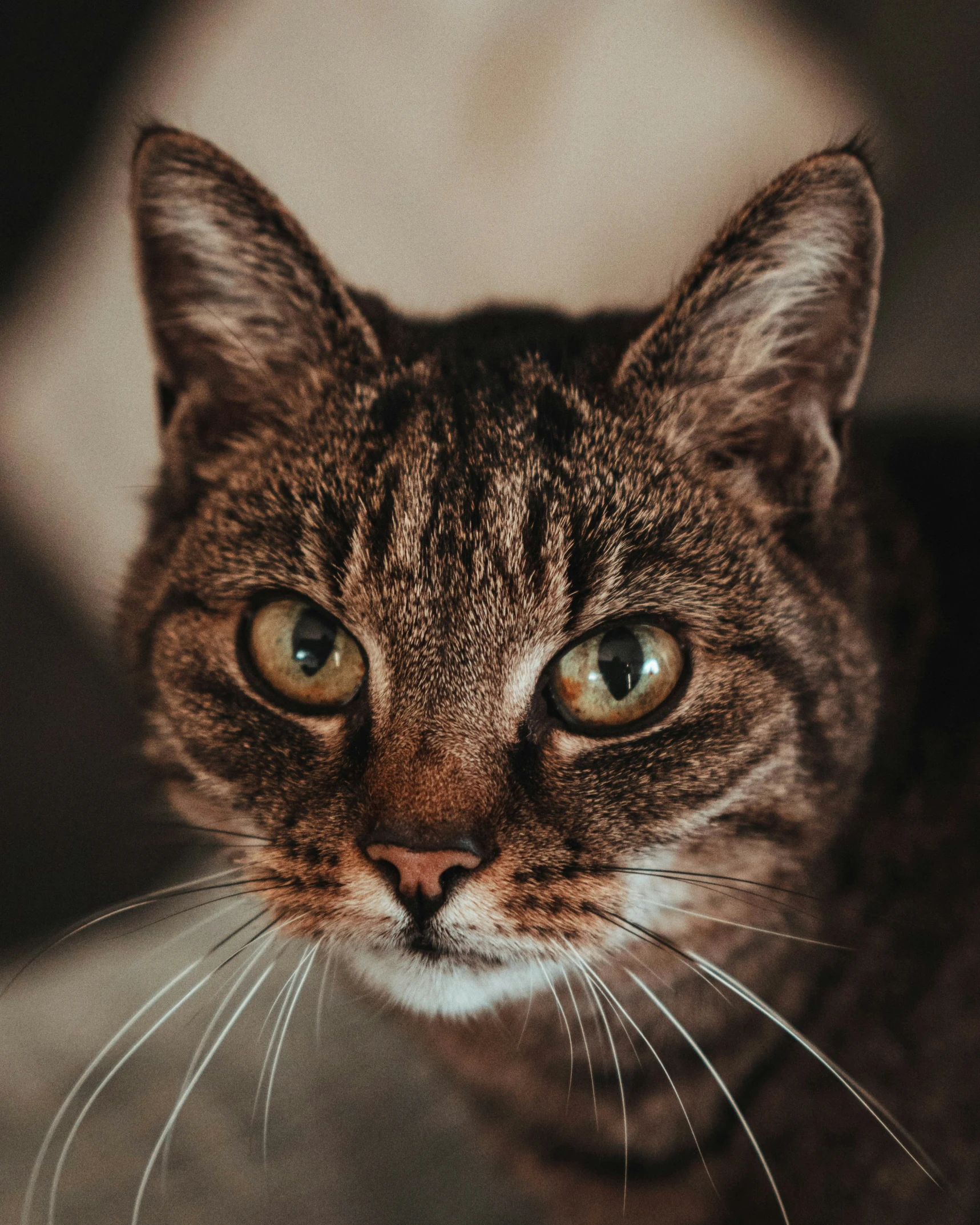 a close up of a cat with a brown stripe on it's face