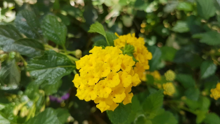 a cluster of yellow flowers in the green