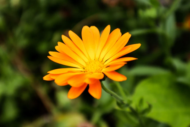 a small orange flower that is next to green plants