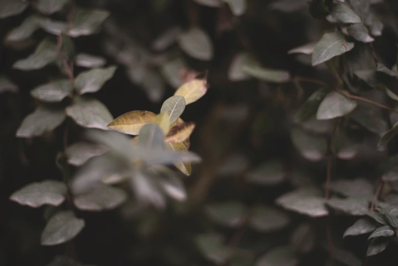 some leafs and flowers on a tree