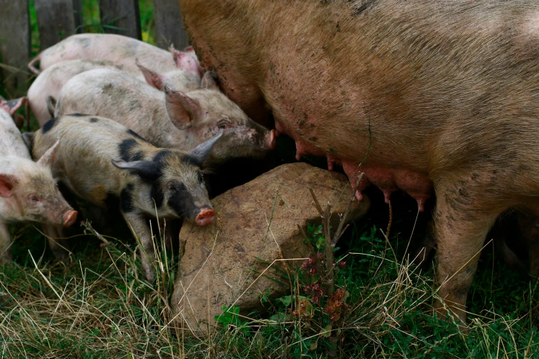 an image of pigs gathered together in the grass