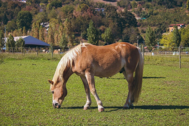 a horse eating grass in a fenced area