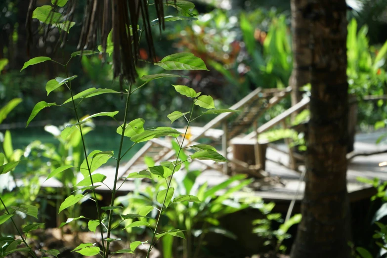 a view of the trees and plants from behind the bench