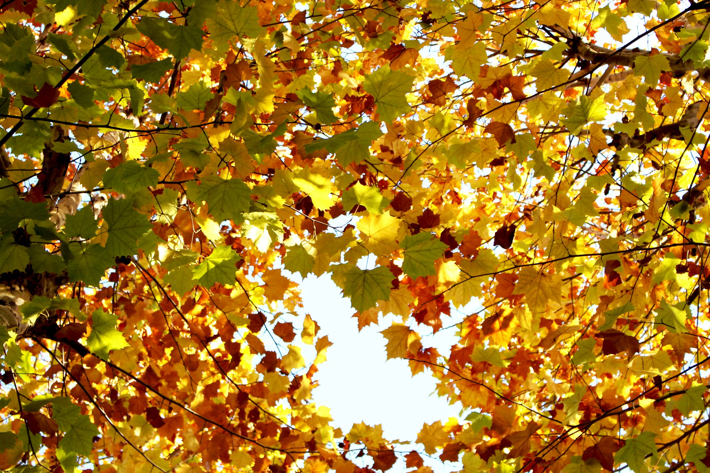 a very big pretty tree with some nice leaves