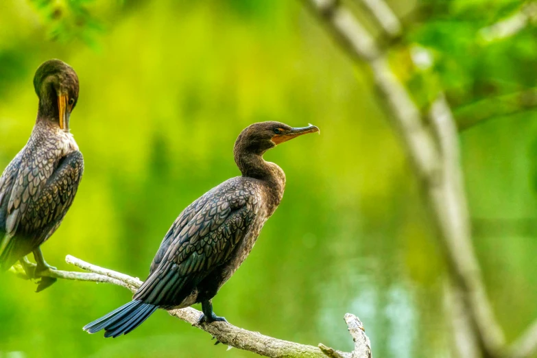 two bird sit on a tree nch in the forest