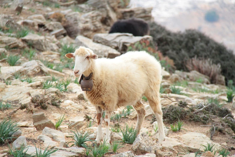 the animal is standing on top of the mountain