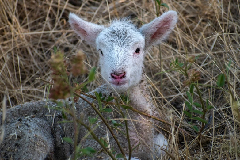 a baby lamb sits in tall brown grass