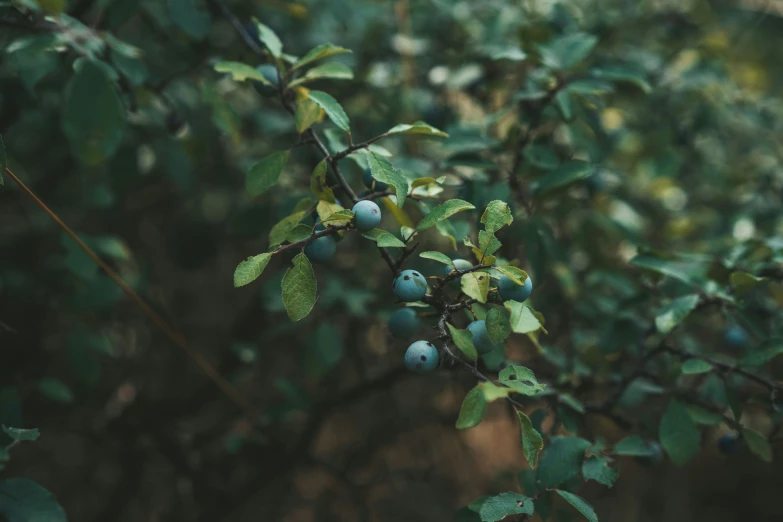 some very pretty berries on some very big green leaves