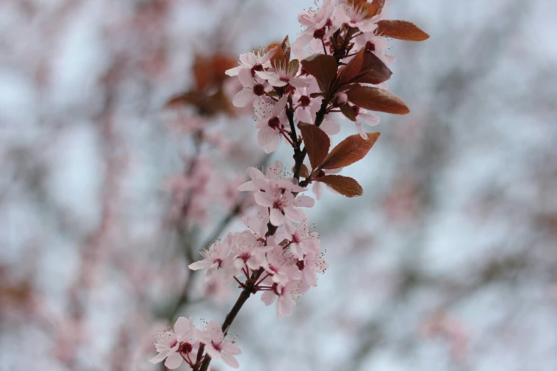 pink flowers on a nch in the background