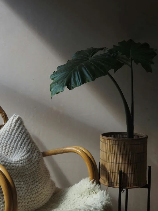 a white blanket on top of a wooden chair next to a plant