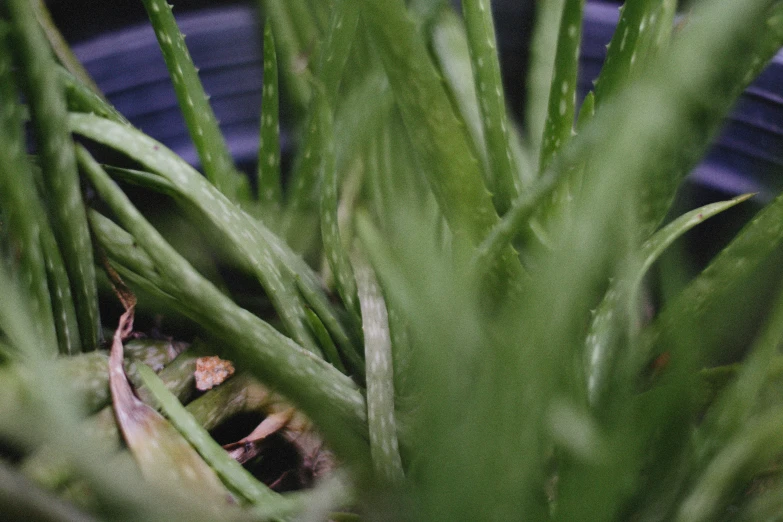 closeup of a bunch of green grass in front of a blurry background