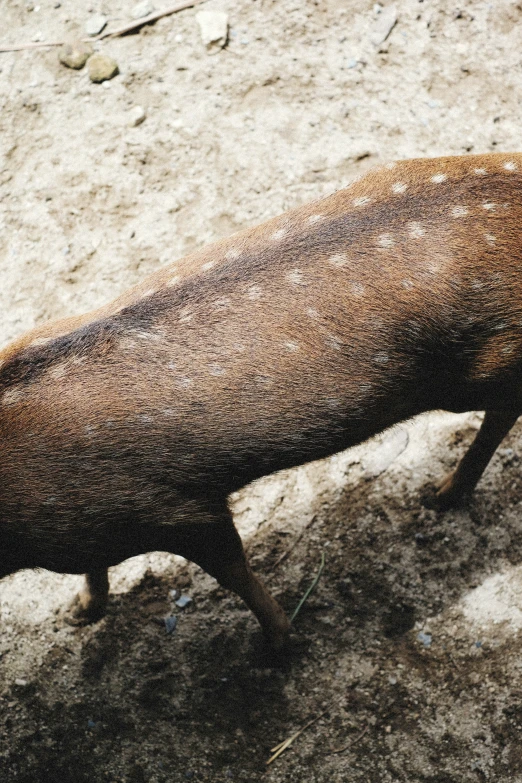 a very big animal that is walking in the dirt