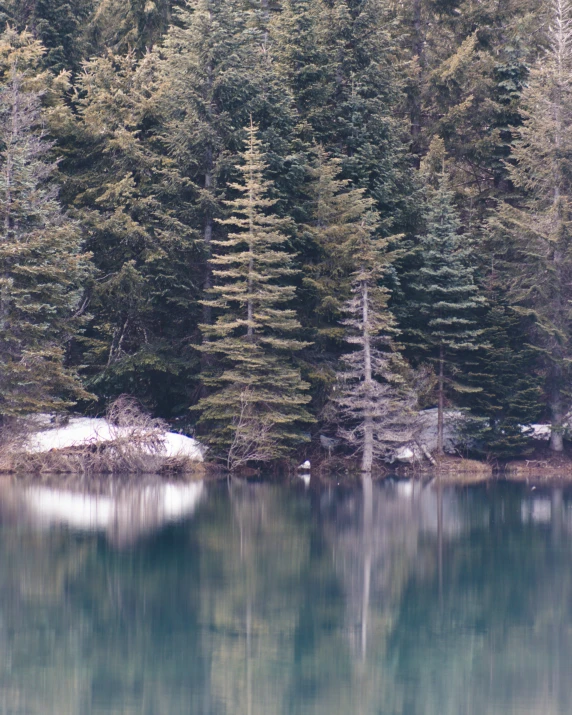 a lake surrounded by trees in the middle of forest