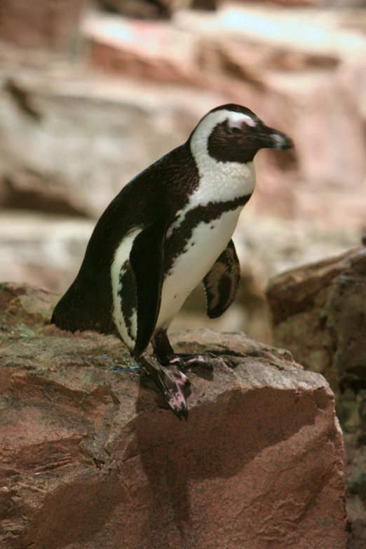 a penguin stands on a rock with his feet off the ground