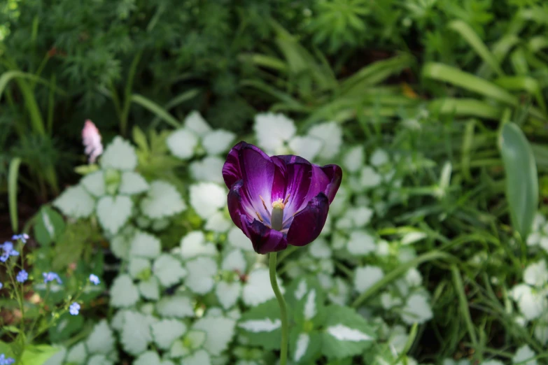 a purple flower is surrounded by some plants