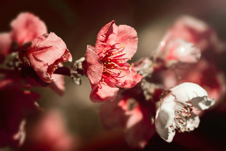 a closeup of red and white flowers