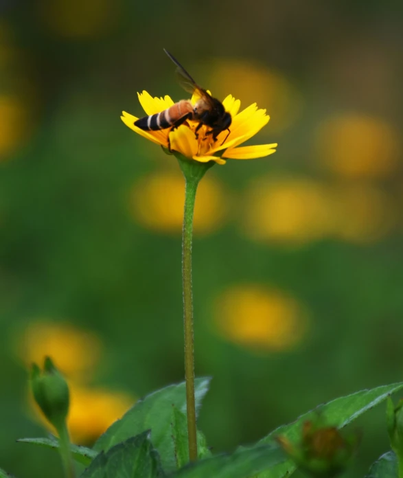 a yellow flower with a bug on it