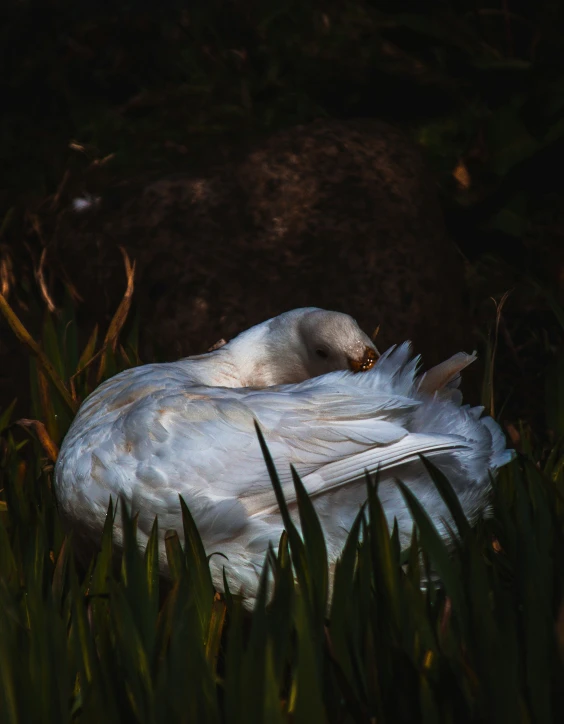 a white bird with wings resting on a rock