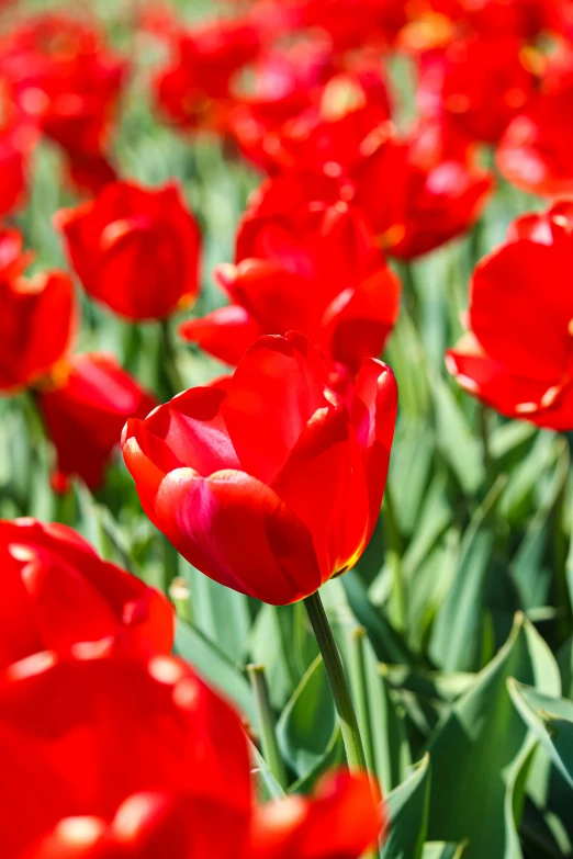 a bunch of red tulips in the middle of a field