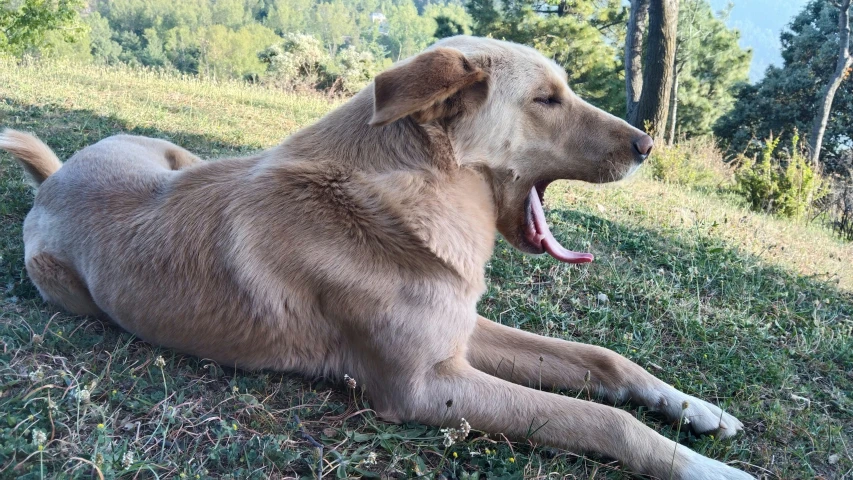 a tan dog sitting on top of a lush green field