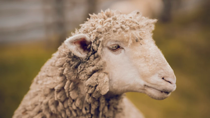 a close up s of a sheep looking at the camera
