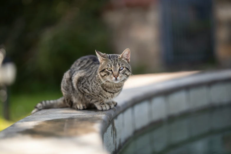 a cat sitting on top of a stone wall