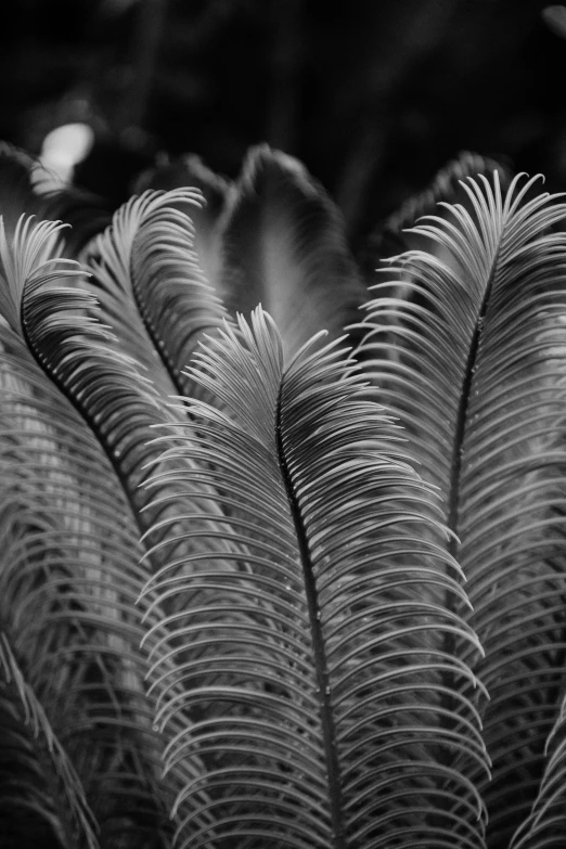 black and white po of a leaf that is in the woods