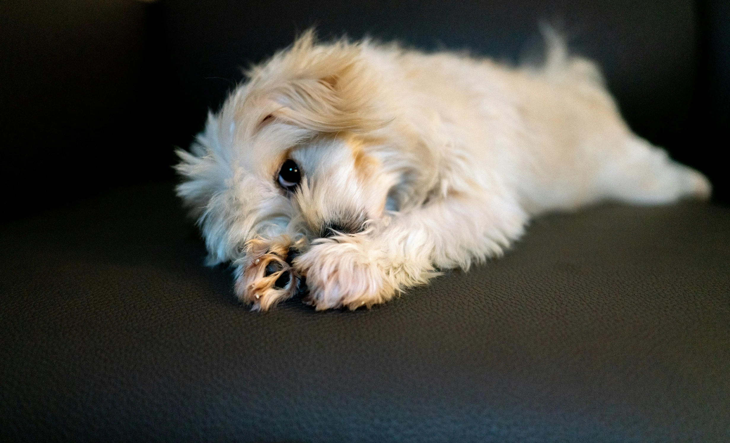 an old dog sits on a couch and stares into the camera