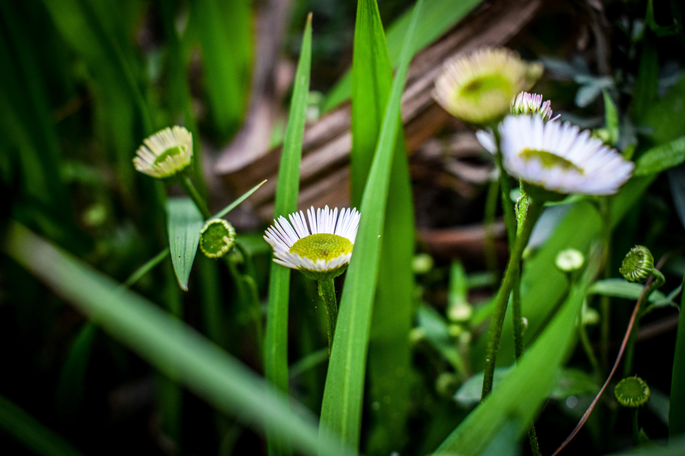 a closeup image of some flowers and green plants