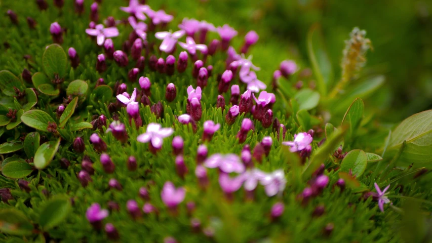 purple flowers growing on a small plant in the grass