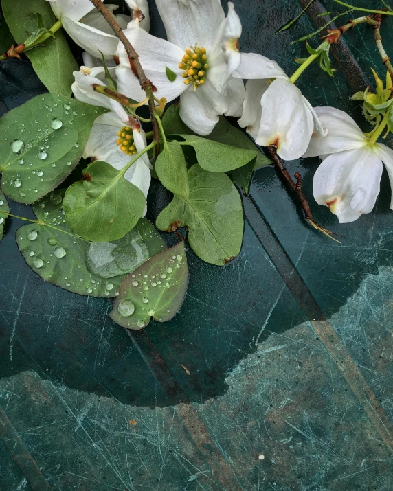 a group of flowers with green leaves and drops of water