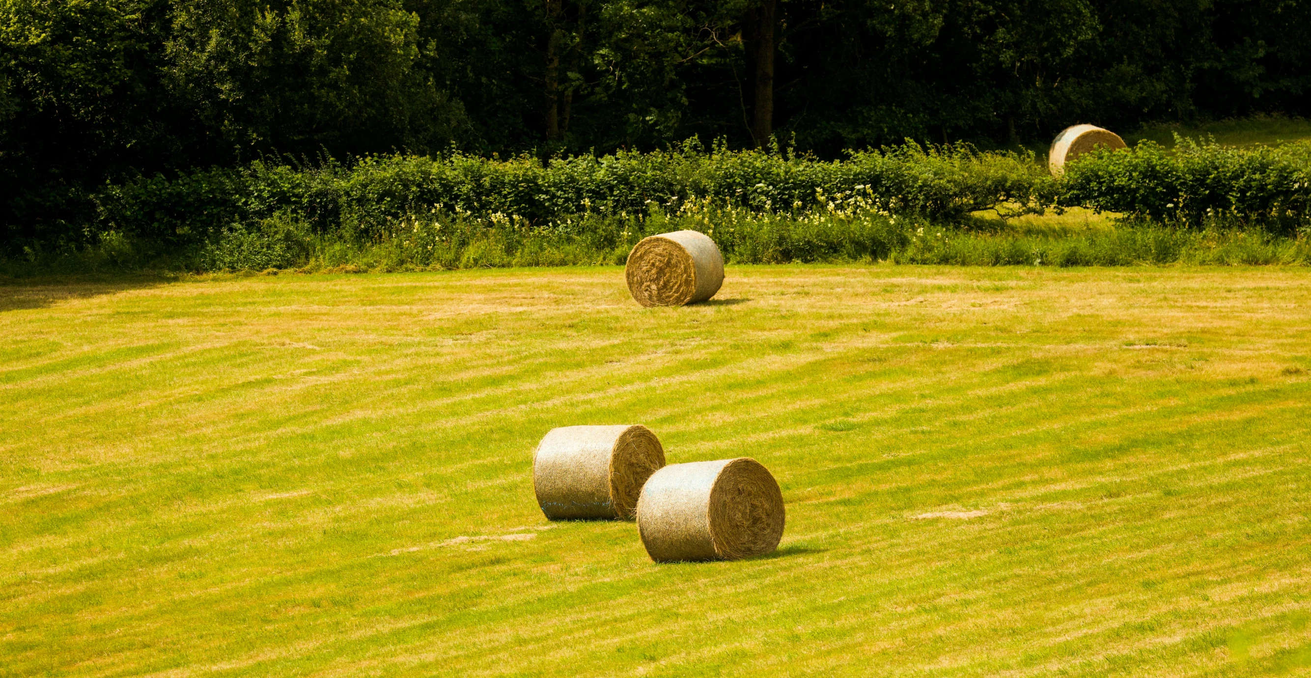 two bales of hay on grass near the forest