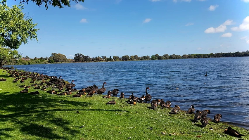 the birds are all walking up to the shore