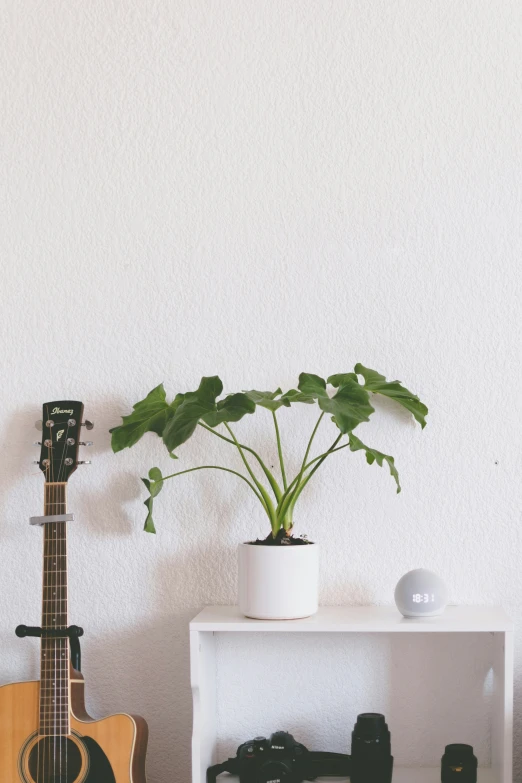 a plant in a white pot on a white table